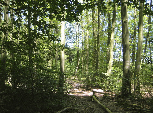 Bereich geplante Waldrodung 1