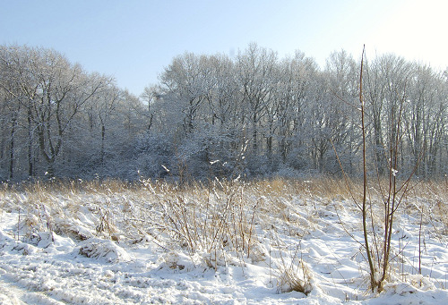 Brachwiese und Wald im Winter